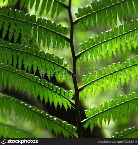 Close Up of Fern Leaf at Moorea in Tahiti