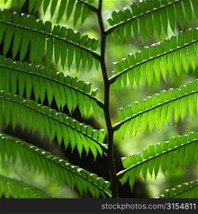 Close Up of Fern Leaf at Moorea in Tahiti