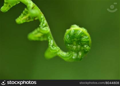 Close up of Fern leaf in forest