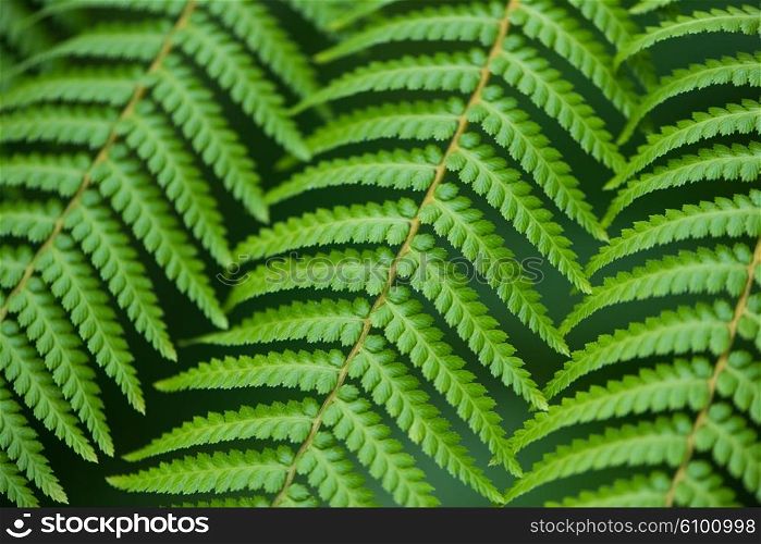 Close up of fern leaves