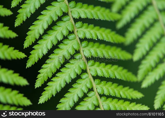 Close up of fern leaves