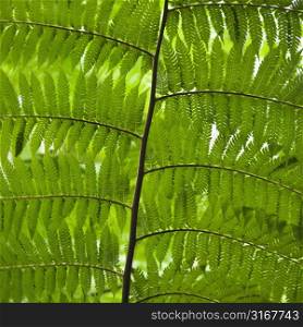 Close up of fern leaves, Australia.