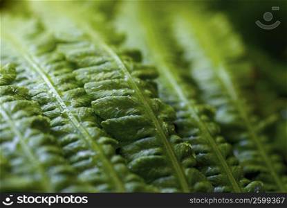 Close-up of ferns