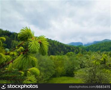 Close up of fir branches with young sprouts buds over the spring mountain background. Coniferous forest on the hills. Fresh green tones landscape.