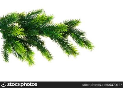 Close up of fir tree branch isolated on white