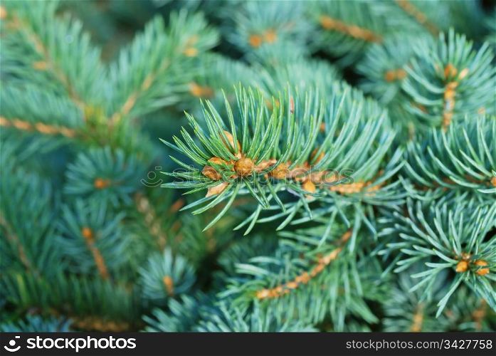 Close-up of fir tree branches. Fir tree branches