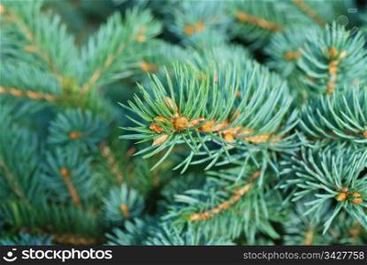 Close-up of fir tree branches. Fir tree branches