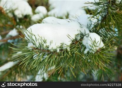 Close-up of fir tree branches with snow. Fir tree branches