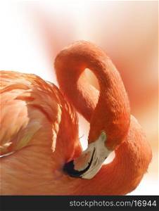 Close Up Of Flamingo Portrait