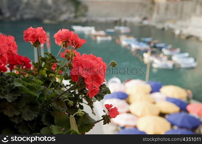 Close-up of flower on plant, Italian Riviera, Cinque Terre National Park, Il Porticciolo, Vernazza, La Spezia, Liguria, Italy