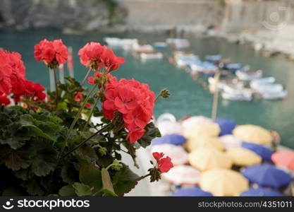 Close-up of flower on plant, Italian Riviera, Cinque Terre National Park, Il Porticciolo, Vernazza, La Spezia, Liguria, Italy