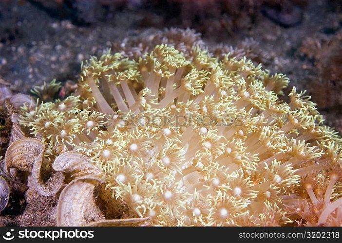 Close-up of Flower Soft Coral underwater, North Sulawesi, Indonesia