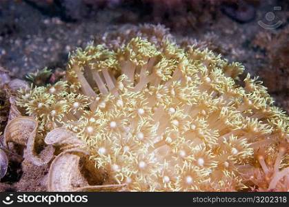 Close-up of Flower Soft Coral underwater, North Sulawesi, Indonesia