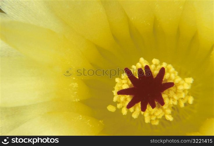 Close Up of Flower Stamin