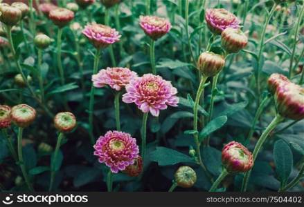 Close up of flowered pink chrysanthemums with buds. Blooming autumn flowers nature background. Soft vertical shot with blossoming purple Michaelmas daisies.