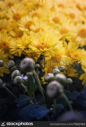Close up of flowered yellow chrysanthemums and unflowered buds. Blooming autumn flowers nature background. Soft vertical shot with blossoming Michaelmas daisies, halloween and thanksgiving symbols.