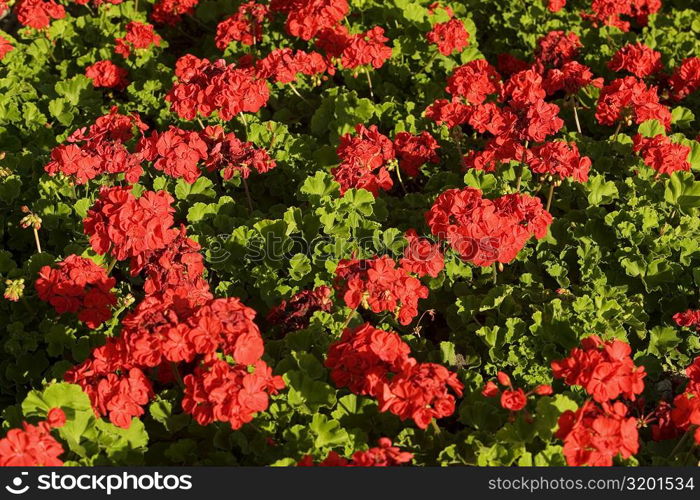 Close-up of flowers