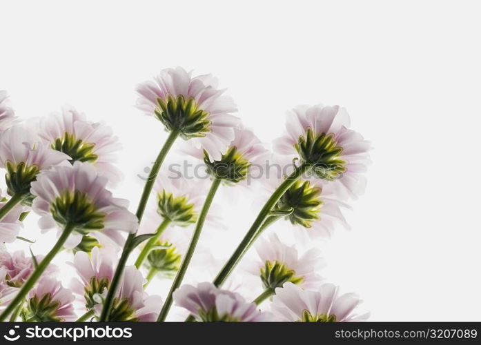 Close-up of flowers