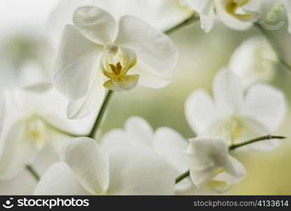 Close-up of flowers