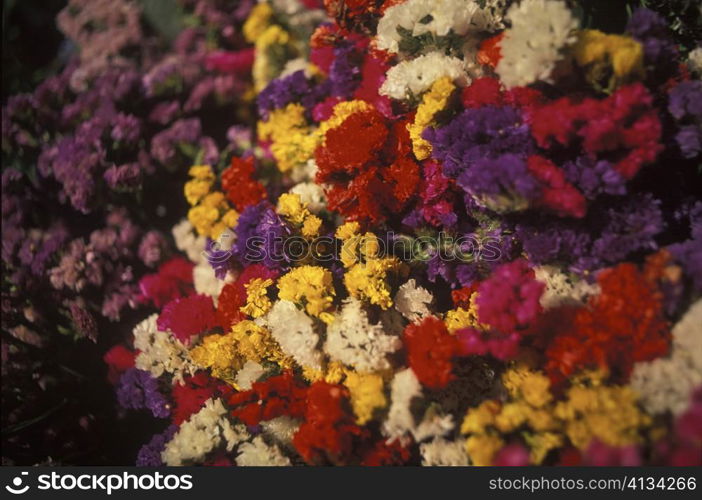 Close-up of flowers