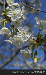 Close-up of flowers