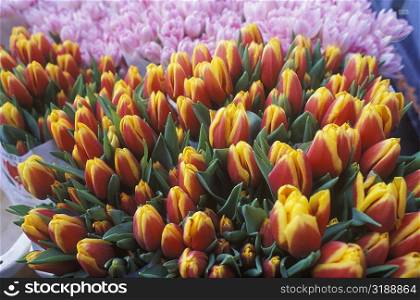 Close-up of flowers, Amsterdam, Netherlands
