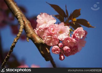 Close-up of flowers blossoming on a branch