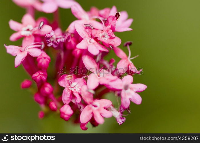 Close-up of flowers, Cinque Terre National Park, La Spezia, Liguria, Italy