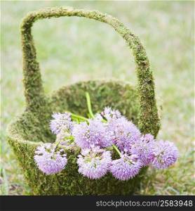 Close-up of flowers in a basket