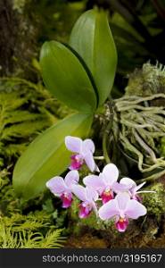 Close-up of flowers in a botanical garden, Hawaii Tropical Botanical Garden, Hilo, Big Island, Hawaii Islands, USA