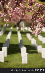Close-up of flowers in a cemetery, Arlington National Cemetery, Arlington, Virginia, USA