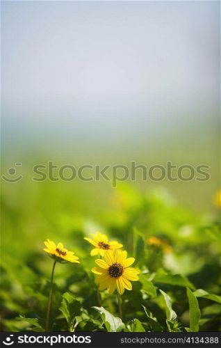 Close-up of flowers in a field