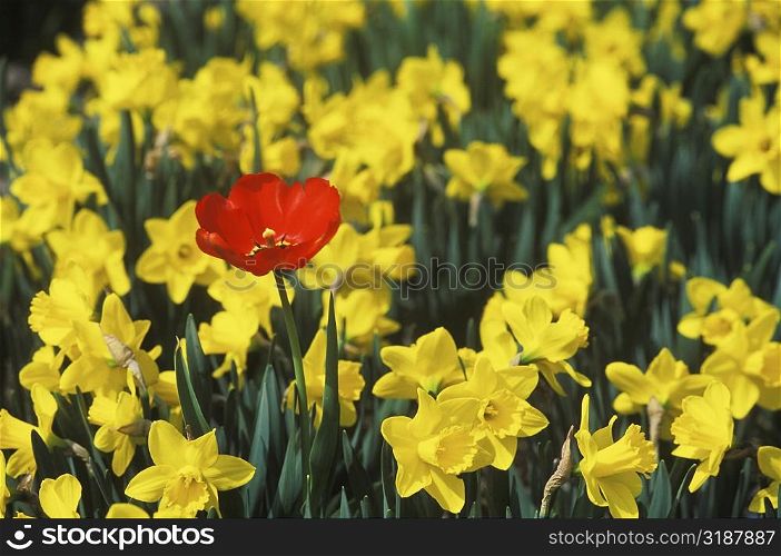 Close-up of flowers in a field, Amsterdam, Netherlands