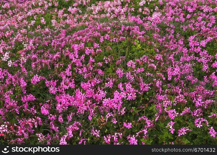 Close-up of flowers in a meadow