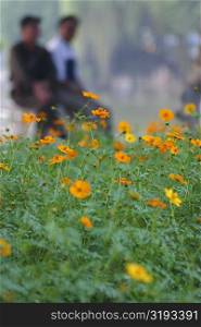 Close-up of flowers in a park, Hanoi, Vietnam