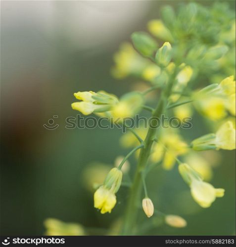 Close-up of flowers in bloom on a plant stem Lake Of The Woods, Ontario, Canada