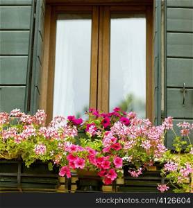 Close-up of flowers in front of a window