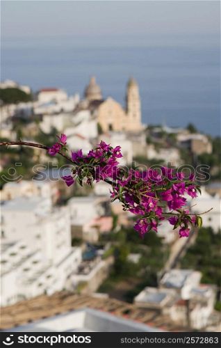 Close-up of flowers on a plant, Parrocchiale di San Gennaro, Amalfi Coast, Vettica Maggiore, Salerno, Campania, Italy