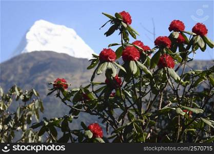 Close-up of flowers with a mountain in the background, Ghorapani, Annapurna Range, Himalayas, Nepal