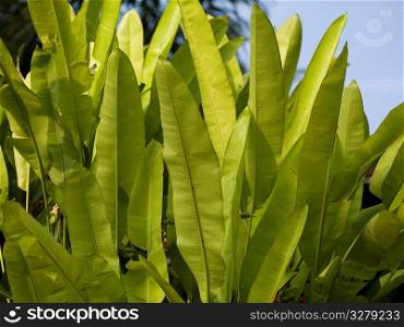 Close up of foliage in Bali