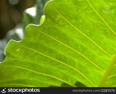 Close up of foliage in Bali