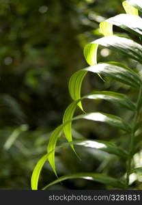 Close up of foliage in Bali