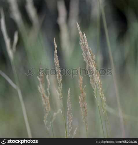 Close-up of Fox tail grass, Kenora, Lake of The Woods, Ontario, Canada