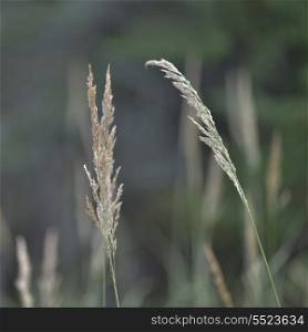 Close-up of Fox tail grass, Unorganized Kenora, Kenora, Lake of The Woods, Ontario, Canada