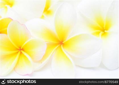 close up of frangipani flowers