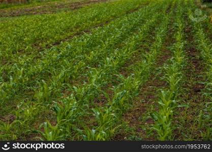 Close up of fresh and little corn plants on a field, rural corn growing concept.