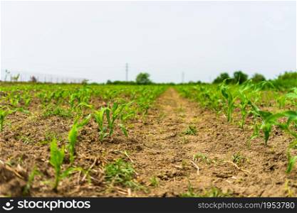 Close up of fresh and little corn plants on a field, rural corn growing concept.