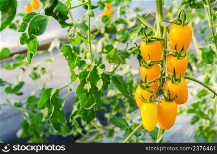 Close up of Fresh bunch of yellow ripe cherry tomatoes on the plant in organic greenhouse garden