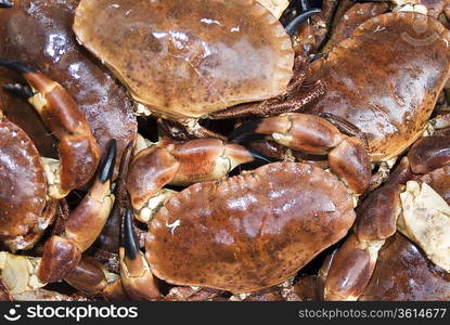 Close-up of fresh Dungeness crabs