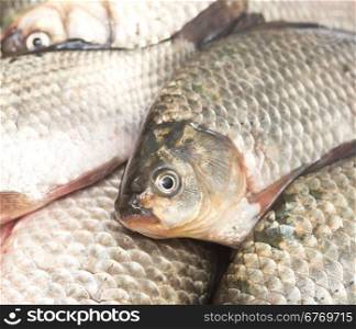 close up of fresh fish